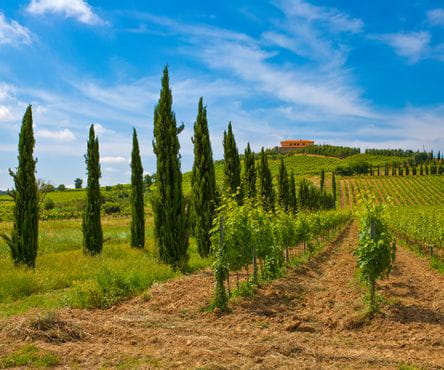 Wine Road in Tuscany