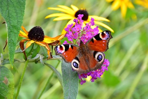 vlinders-bloemen-natuur-nederland