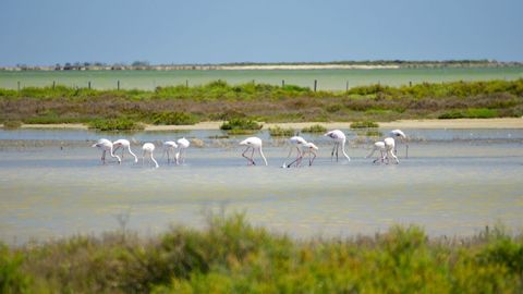 rw-provence-carmargue-flamingo