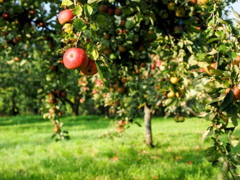 Appelboomgaard, appels, boomgaard, appelboom