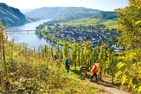 Hiking trail in the vineyards on the Moselle with a view 