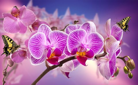 Orchideen, Botanische tuin