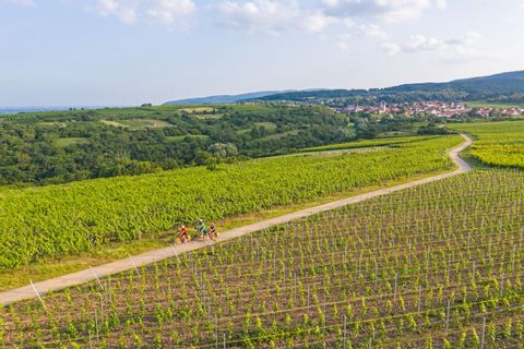 eb-fietsen-rijn-wijnroute-weinstrasse-uitzicht-wijnvelden