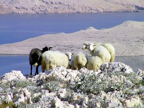 kvarner-eilanden-pag-schapen-kroatie