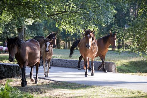 Wilde-paarden-Garranos-Vinho-Verde-Portugal
