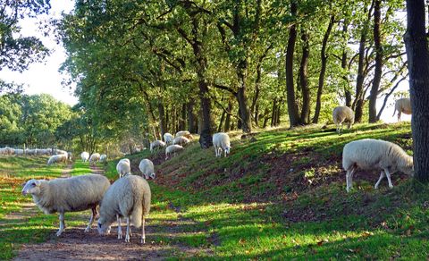 Veluwe, schapen, schaapskudde, Nederland