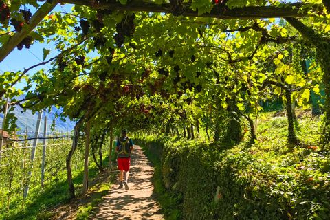 Merano-Gardameer-wandelweg-wijnvelden-italie