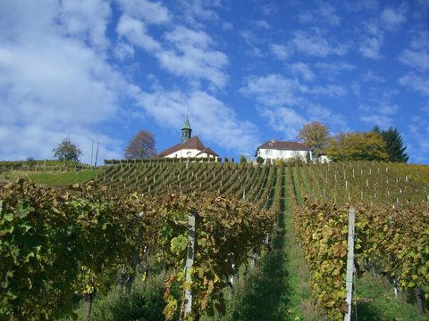 Gengenbach-wijngaarden-Zwarte-Woud