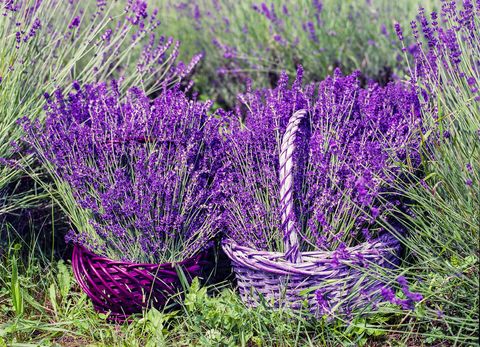 provence-frankrijk-lavendel-lavendelveld-mand