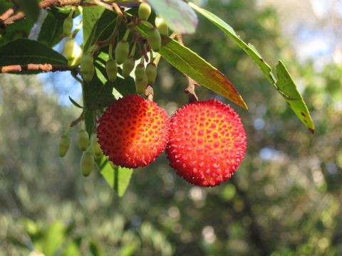 Wilde-aardbei-arbutus-Algarve