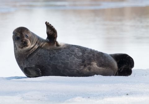 finland-saimaa-geringde-zeehond