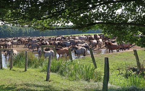 muensterland-wilde-paarden-natuurpark
