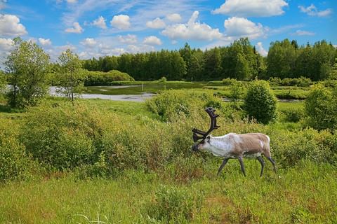 finland-rendier