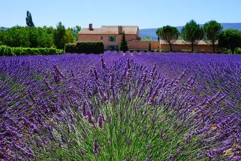 lavendel-provence-frankrijk-cultuur