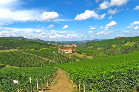Enchanting vineyards in Piedmont