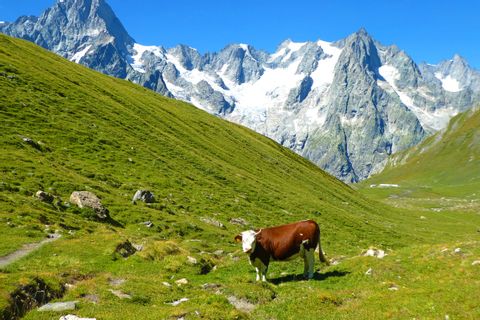 Cow in untouched French mountainside