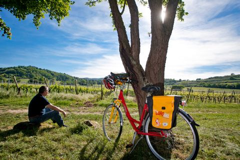 Cyclist enjoying his break in the vineyards