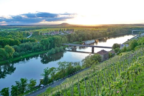 Vineyards along the river Elbe