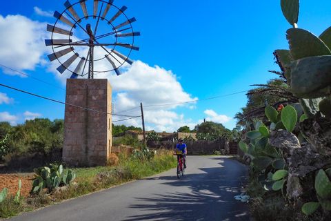 Cyclist between prickly pear and windmill