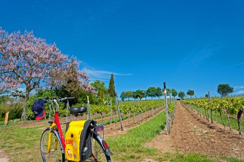 Eurobike bicycle in the middle of a vineyard