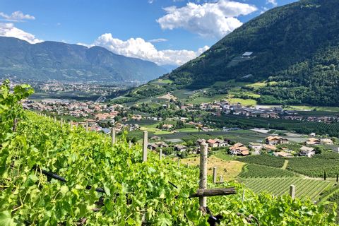 Panoramic view from the vines in Merano
