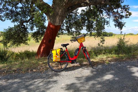 Eurobike in front of cork oak