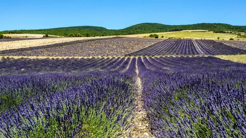 provence-frankrijk-lavendel-lavendelveld