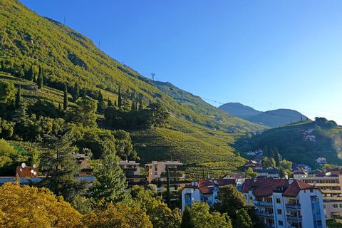 Grapevines in Bolzano