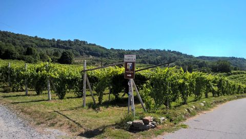 eb-piemonte-genieters-wijnvelden-wijngaard