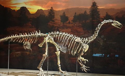plateosaurus-Jura-museum-Eichstatt-Altmuhltal-Altmuhl