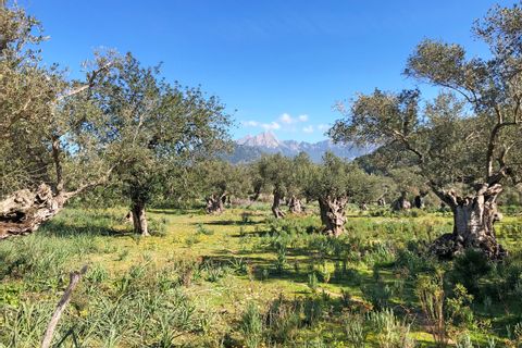 eurohike-walking-tours-mallorca-olive-grove