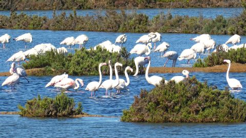 eh-wandelen-algarve-flamingos