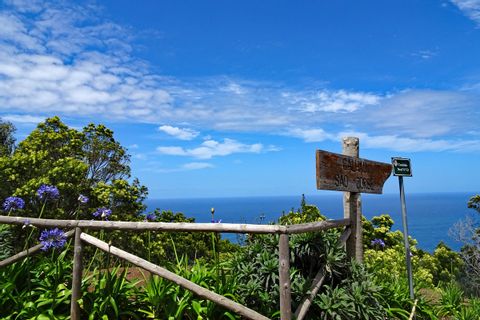 Hiking trails through Madeiras vast vegetation