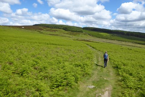 Hiker surrounded by rich meadows at Wicklow Way
