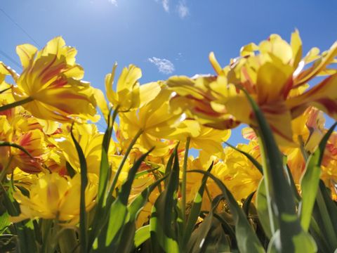 Tulpen-geel-Nederland