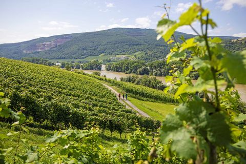 eh-wandelen-rheinsteig-rijn-wijnvelden-panorama