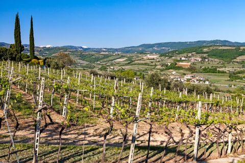 Hiking through the vineyards of Parona