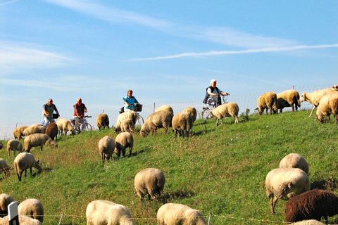Cyclists passing a flock of sheep near Cuxhaven