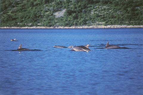 kroatie-dalmatie-dolfijnen-multi-actief
