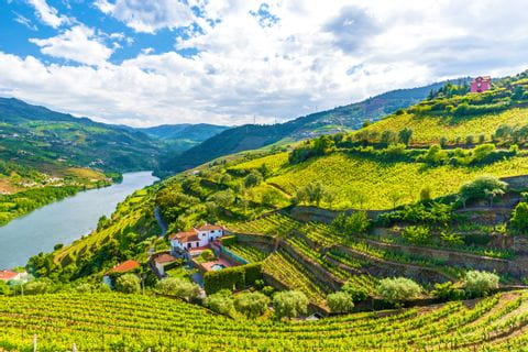 Walking paradiese Douro valley in the middle of green vineyards