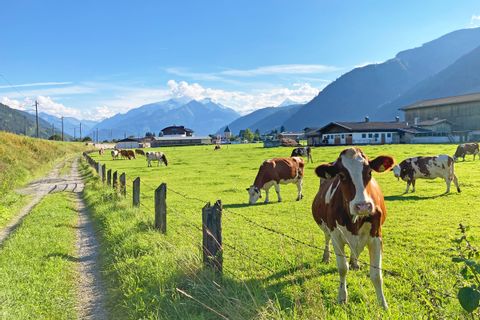 Cow pasture in Maishofen