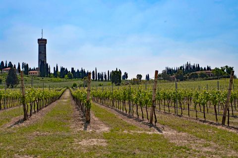 Vineyards in Desenzano