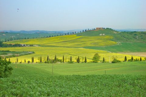 Yellow Tuscan flower meadows