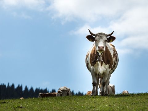 Koe-weiden-koeienbel