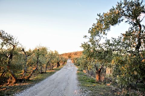 slovenie-wandelen-olijfbomen-wijnvelden