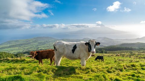 sao-jorge-koeien-azoren-portugal