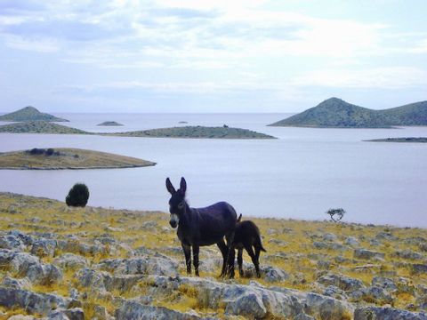id-varen-wandelen-dalmatie-kroatie-ms-dalmatino-kornati-eilanden-ezels