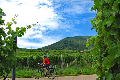 Cyclist on cycle path through the vineyards