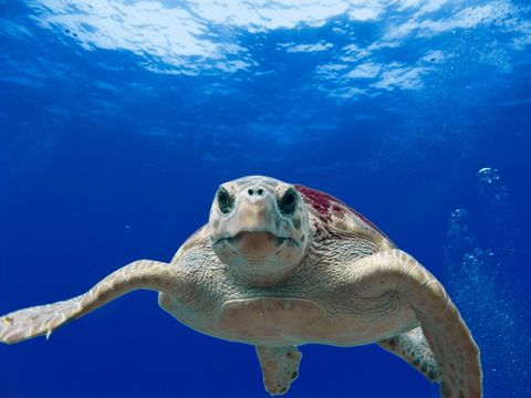 Caretta-Caretta-zeeschildpad