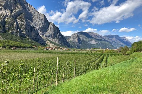 Mountain panorama with vineyards in the foreground
